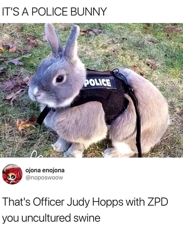 Funny animal meme showing a bunny wearing a small police vest, standing on grass with the text above that reads, "IT'S A POLICE BUNNY." Below, a tweet humorously corrects the statement, saying, "That's Officer Judy Hopps with ZPD you uncultured swine," adding a playful reference to the famous character from a movie, blending reality with humor.