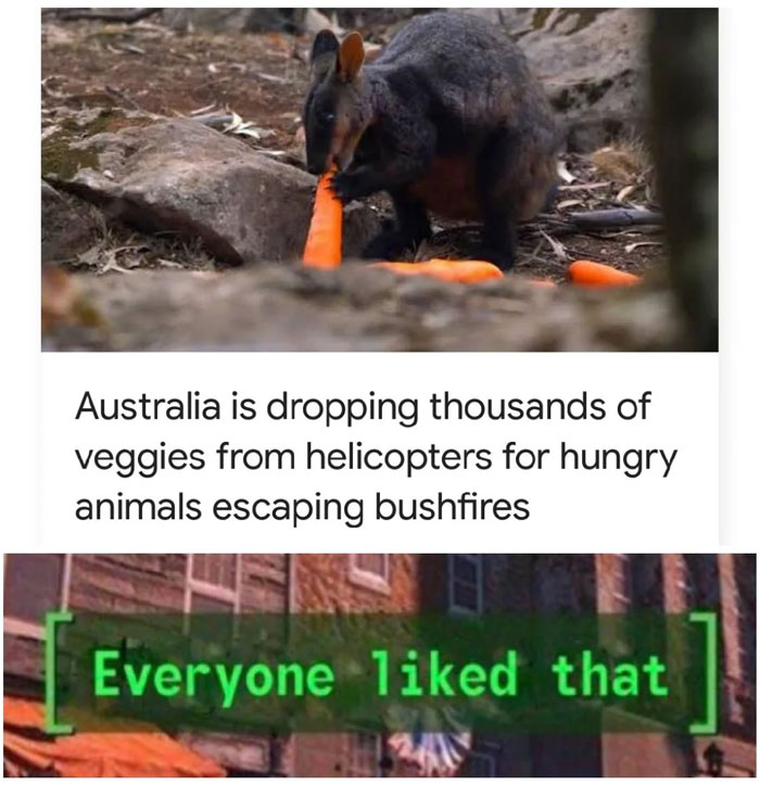 Funny animal meme showing a wallaby eating a carrot with the text, "Australia is dropping thousands of veggies from helicopters for hungry animals escaping bushfires." Below the image, there is a green text overlay that reads "[Everyone liked that]," referencing a popular video game phrase to humorously depict universal approval of the action.