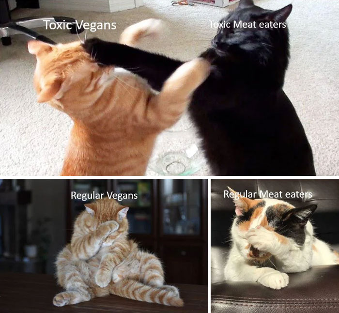 Funny animal meme showing four cats in different scenarios. The top image shows an orange cat and a black cat fighting, labeled "Toxic Vegans" and "Toxic Meat eaters." Below, two separate images of cats facepalming, labeled "Regular Vegans" and "Regular Meat eaters," humorously portraying the contrast between aggressive and calm attitudes in diet debates.