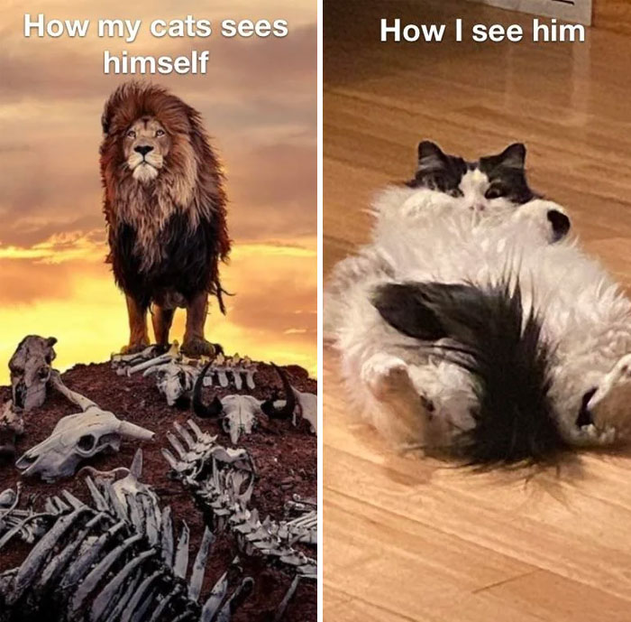  Funny animal meme comparing how a cat perceives itself versus how the owner sees it. On the left, a majestic lion stands atop a pile of bones at sunset, labeled "How my cat sees himself." On the right, a fluffy black and white cat lying lazily on its back on the floor, labeled "How I see him," humorously highlighting the stark contrast between the cat's self-image and reality.