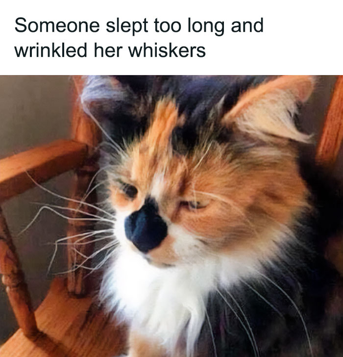 Funny animal meme showing a close-up of a fluffy calico cat with slightly wrinkled whiskers, looking sleepy and disheveled as if it just woke up. The text above the image reads, "Someone slept too long and wrinkled her whiskers," humorously capturing the cat's groggy and tousled appearance.