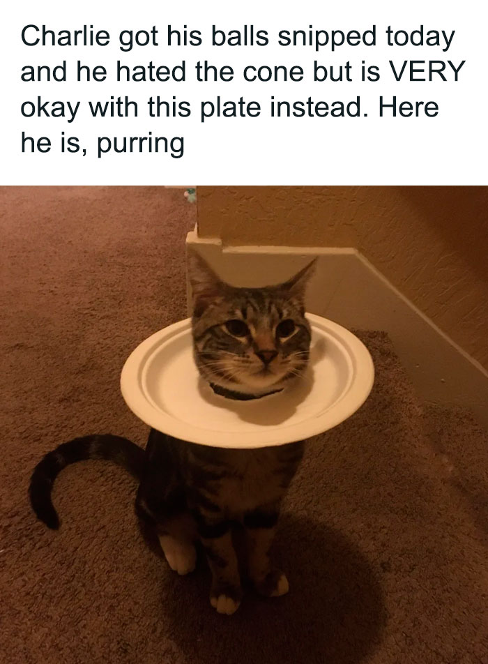  Funny animal meme featuring a tabby cat named Charlie sitting calmly with a paper plate around its neck, instead of the usual cone after surgery. The text above reads, "Charlie got his balls snipped today and he hated the cone but is VERY okay with this plate instead. Here he is, purring," humorously highlighting the cat's unexpected and seemingly content reaction to the alternative protective collar.