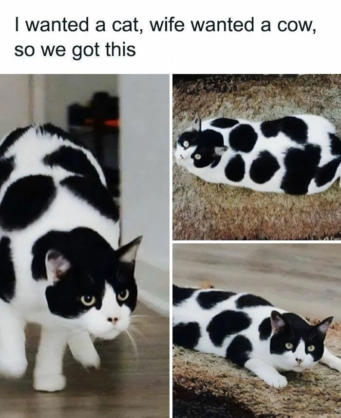 Funny animal meme featuring a black and white cat with markings resembling a cow's pattern, shown in three different poses. The text above the images reads, "I wanted a cat, wife wanted a cow, so we got this," humorously highlighting the cat's unique cow-like appearance as a compromise between the couple's wishes.