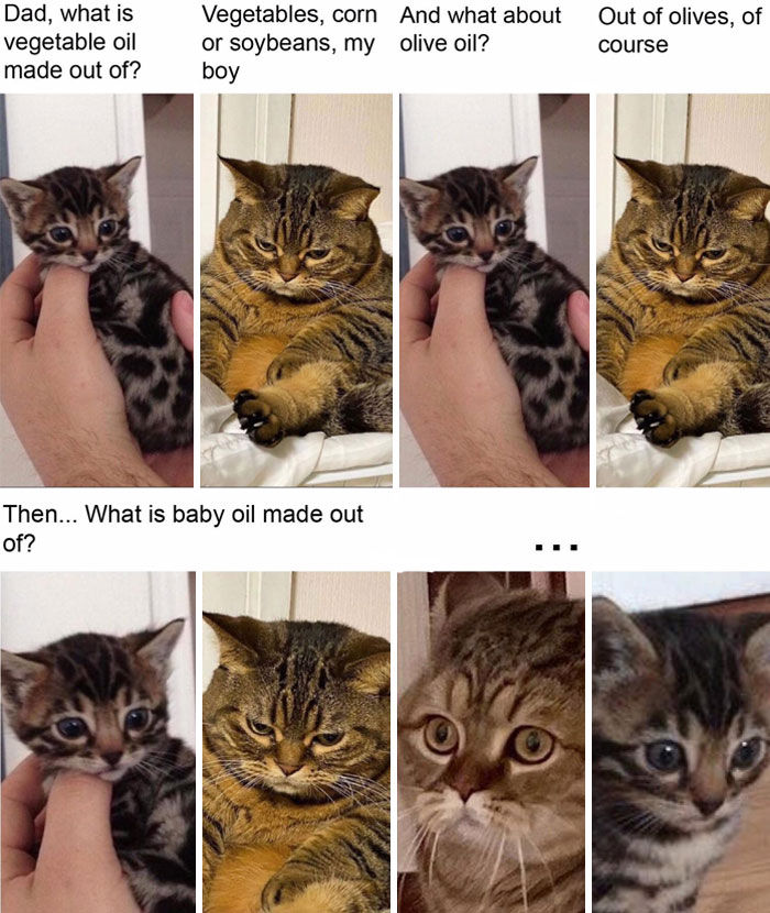 Funny animal meme featuring a conversation between two cats where a smaller cat asks, "Dad, what is vegetable oil made out of?" The larger cat responds with a serious expression, explaining each type of oil's origin, until the small cat asks, "Then... What is baby oil made out of?" The final panels show both cats looking shocked and confused, capturing a humorous misunderstanding.