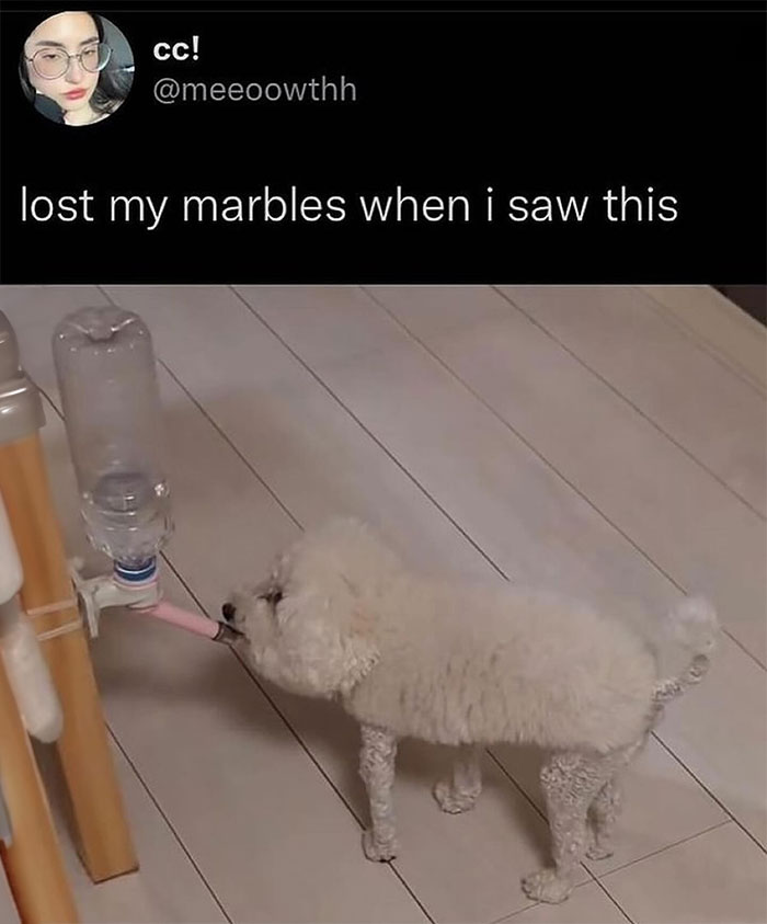 Funny animal meme featuring a tweet with a photo of a fluffy white dog drinking water from a pet water dispenser that looks like it has a pacifier attached. The tweet reads, "lost my marbles when i saw this," humorously highlighting the unusual and adorable way the dog is drinking.