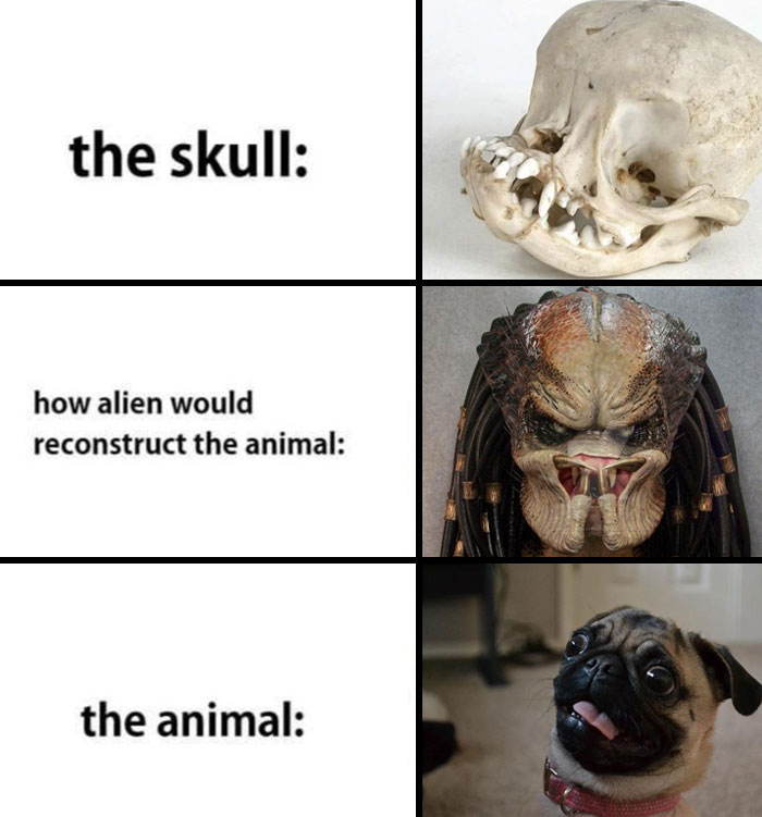  Funny animal meme showing three panels: the first panel has a pug's skull with the text "the skull:" above it; the second panel shows an alien-like creature with the text "how alien would reconstruct the animal:" implying a menacing appearance; the third panel shows an actual pug with a goofy expression, with the text "the animal:" humorously contrasting the reality with the exaggerated alien reconstruction.