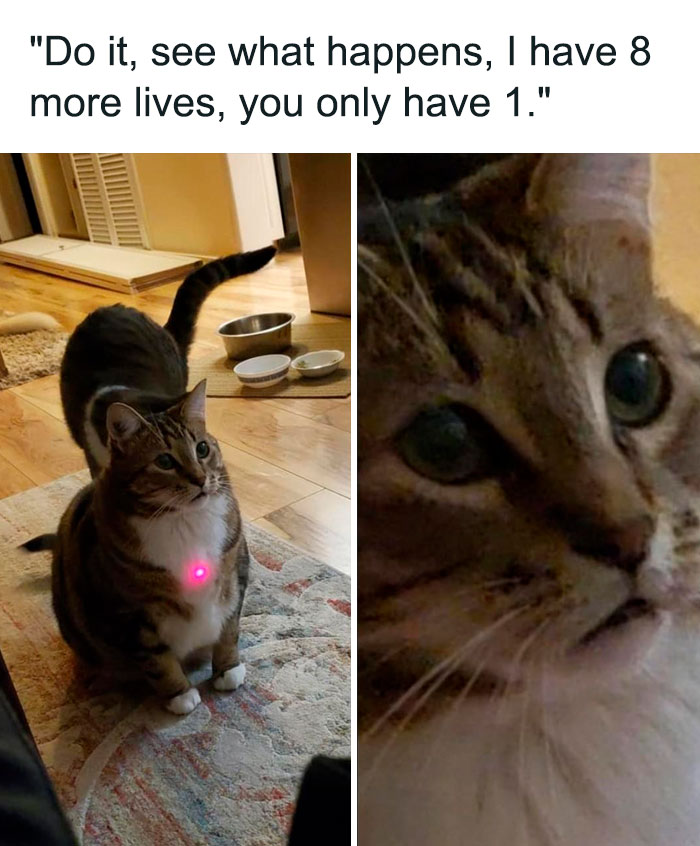  Funny animal meme showing a two-panel image of a cat. The left panel features a cat sitting with a red laser dot on its chest, appearing ready to pounce, while the right panel zooms in on the cat's intense, wide-eyed expression. The text above reads, "Do it, see what happens, I have 8 more lives, you only have 1," humorously capturing the cat's daring attitude.