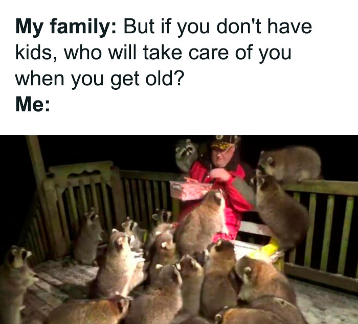  Funny animal meme featuring a person sitting on a deck surrounded by a group of raccoons eagerly looking at them. The text above reads, "My family: But if you don't have kids, who will take care of you when you get old? Me:" humorously suggesting that the raccoons are the substitute caretakers in this whimsical scenario.