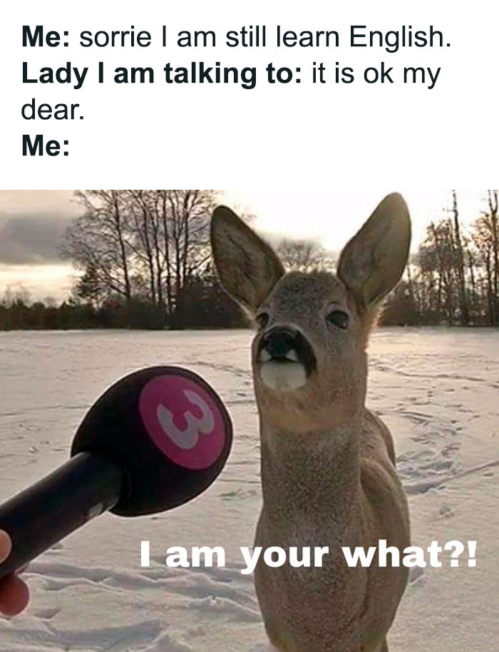 Funny animal meme featuring a confused-looking deer standing in the snow with a microphone in front of it. The text above reads, "Me: sorrie I am still learn English. Lady I am talking to: it is ok my dear. Me:," with the deer looking bewildered and the text below saying, "I am your what?!" humorously highlighting a misunderstanding in language.