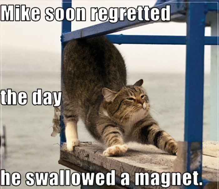 Funny animal meme featuring a cat stretching between two metal railings, with the caption "Mike soon regretted the day he swallowed a magnet." The image humorously suggests that the cat is stuck because of an imaginary magnet inside, creating a playful and ironic situation.