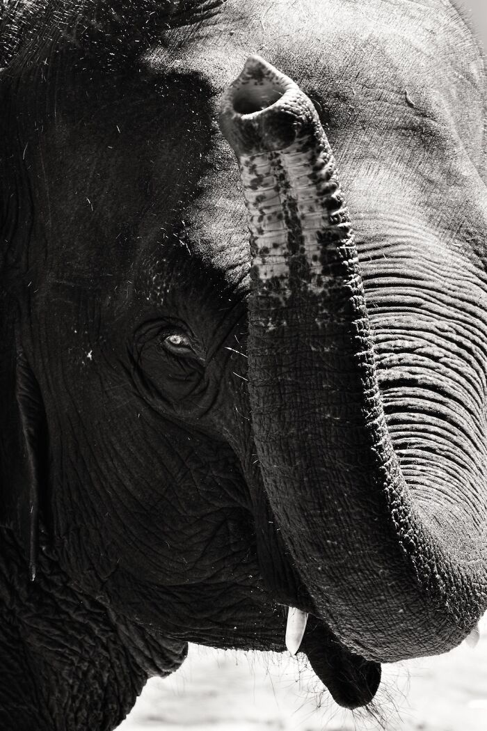 Asian Elephants In Sapporo Maruyama Zoo (15 Pics)