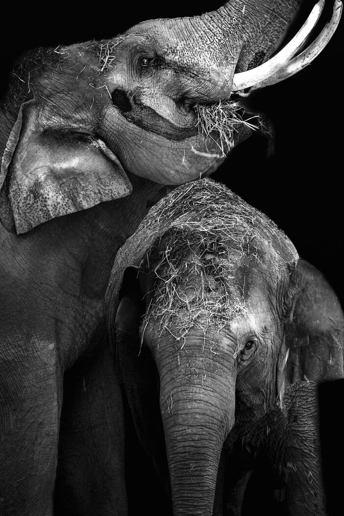 Asian Elephants In Sapporo Maruyama Zoo (15 Pics)