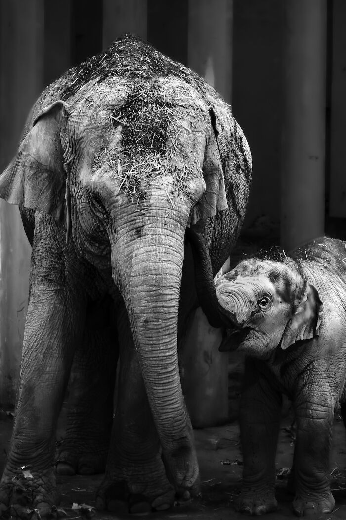 Asian Elephants In Sapporo Maruyama Zoo (15 Pics)