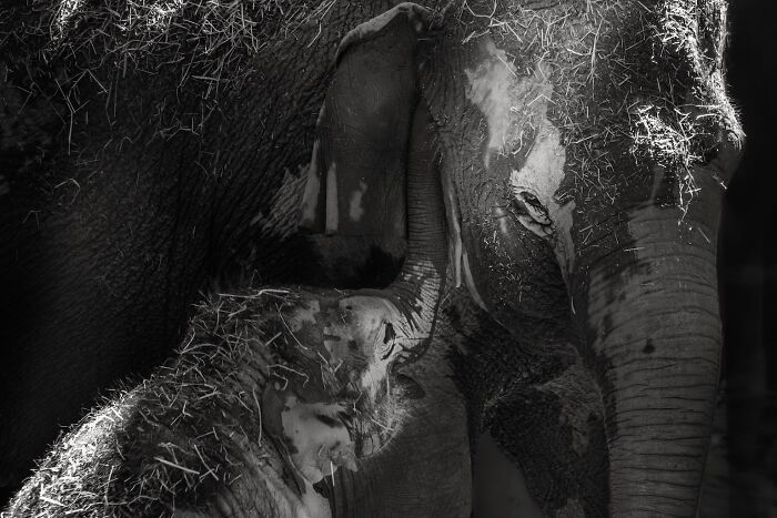 Asian Elephants In Sapporo Maruyama Zoo (15 Pics)