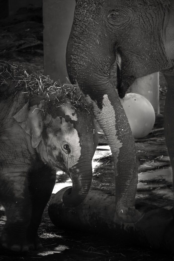 Asian Elephants In Sapporo Maruyama Zoo (15 Pics)