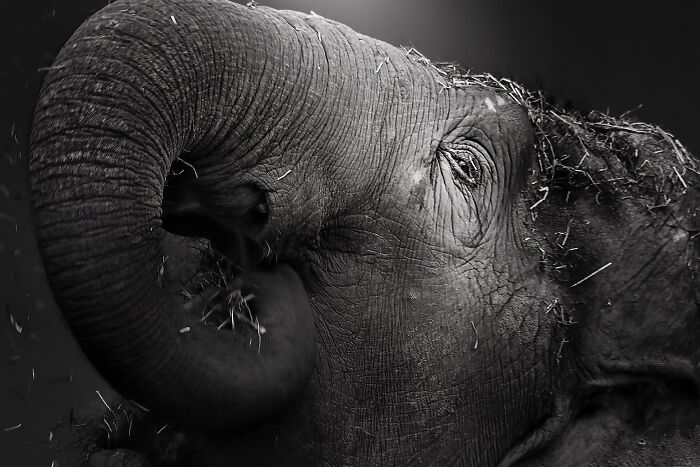 Asian Elephants In Sapporo Maruyama Zoo (15 Pics)