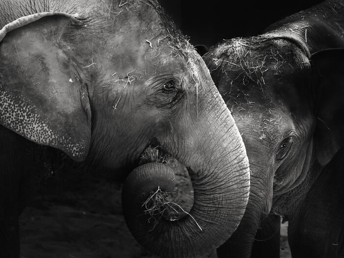 Asian Elephants In Sapporo Maruyama Zoo (15 Pics)