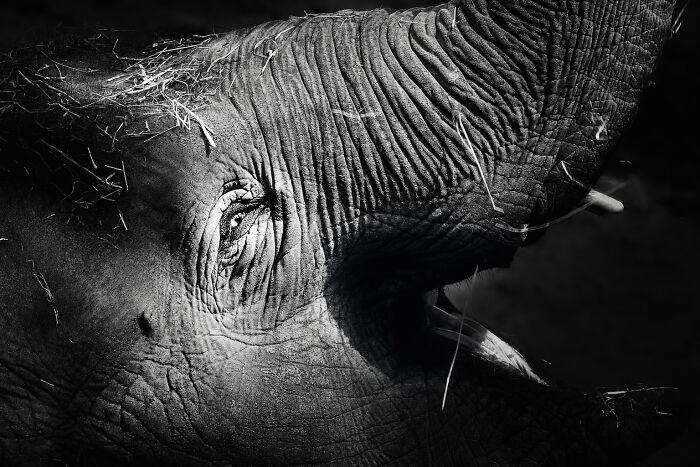 Asian Elephants In Sapporo Maruyama Zoo (15 Pics)