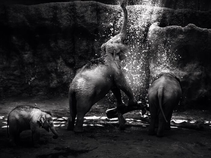 Asian Elephants In Sapporo Maruyama Zoo (15 Pics)