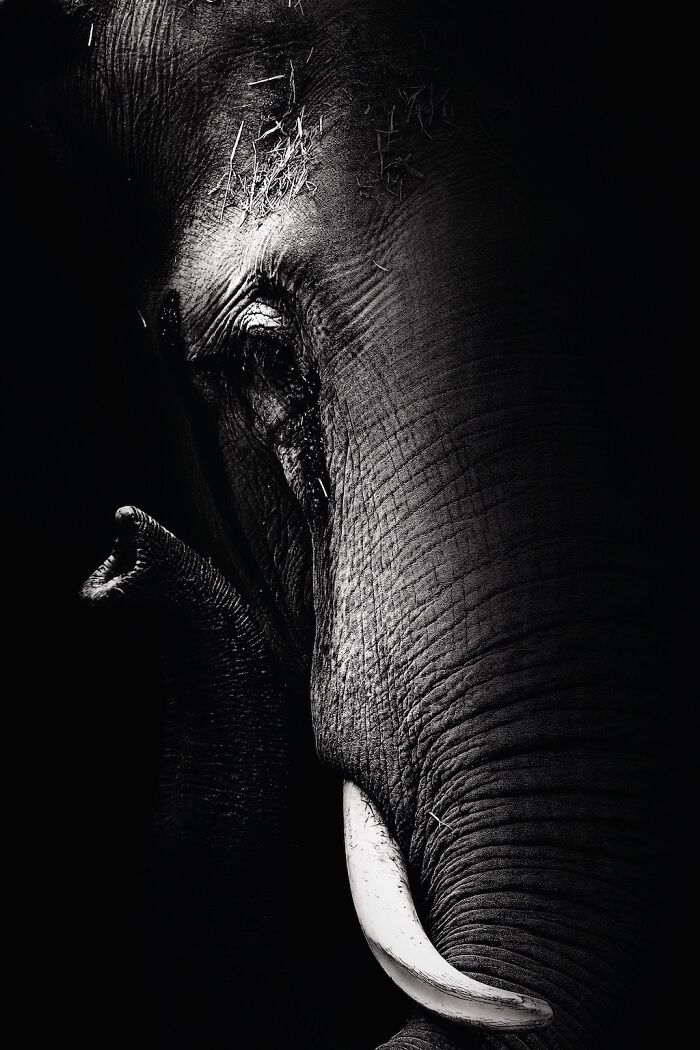 Asian Elephants In Sapporo Maruyama Zoo (15 Pics)