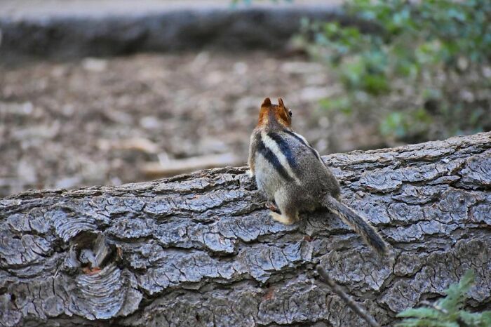 80% Sure This Chunky Chipmunk Is An Expecting Momma! She Was So Swol And Ran Oh So Slow. Have You Ever Seen A Pregnant Chipmunk?