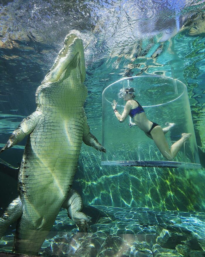 The Size Of This Saltwater Crocodile