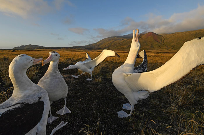 Officials Decide To Drop 600 Tons Of Pesticide On Island To Save Birds From Being Eaten Alive