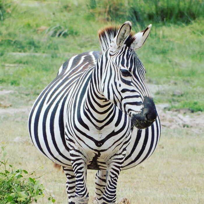 Pregnant Zebra Alert