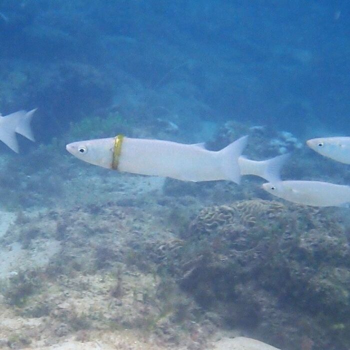 Fish With A Lost Wedding Ring Wrapped Around Its Body Spotted By A Snorkeler