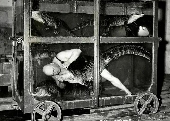 A Circus Performer In An Aquarium Car With Crocodiles, Berlin, 1933