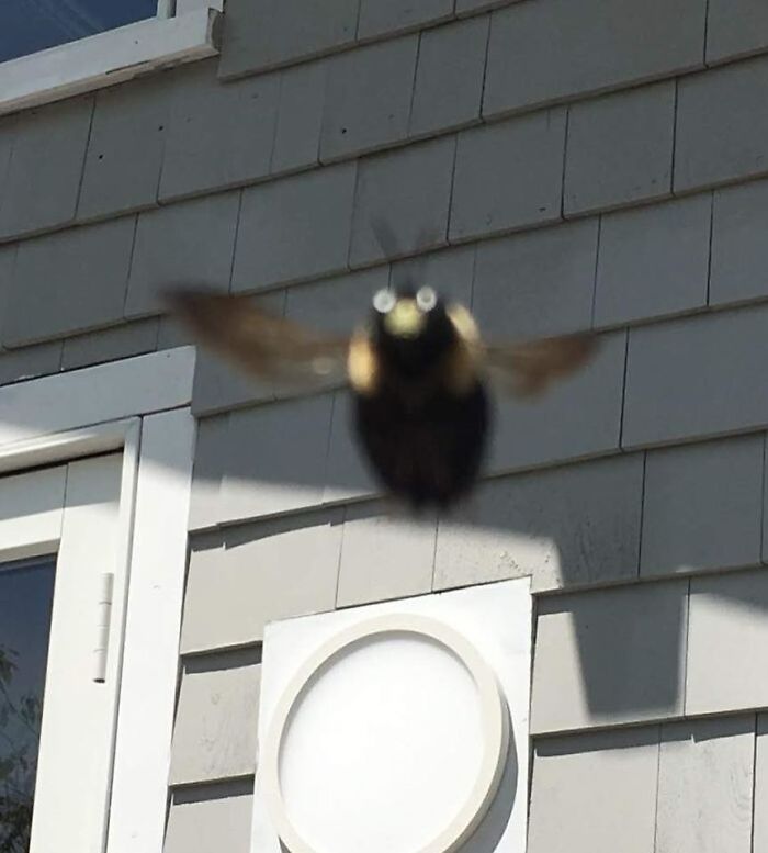 Abeja carpintera a punto de chocarse con la cámara