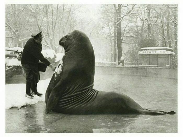 Roland, un elefante marino de 4.000 libras, recibe un baño de su cuidador en el zoo de Berlín. Esta foto fue tomada en 1930