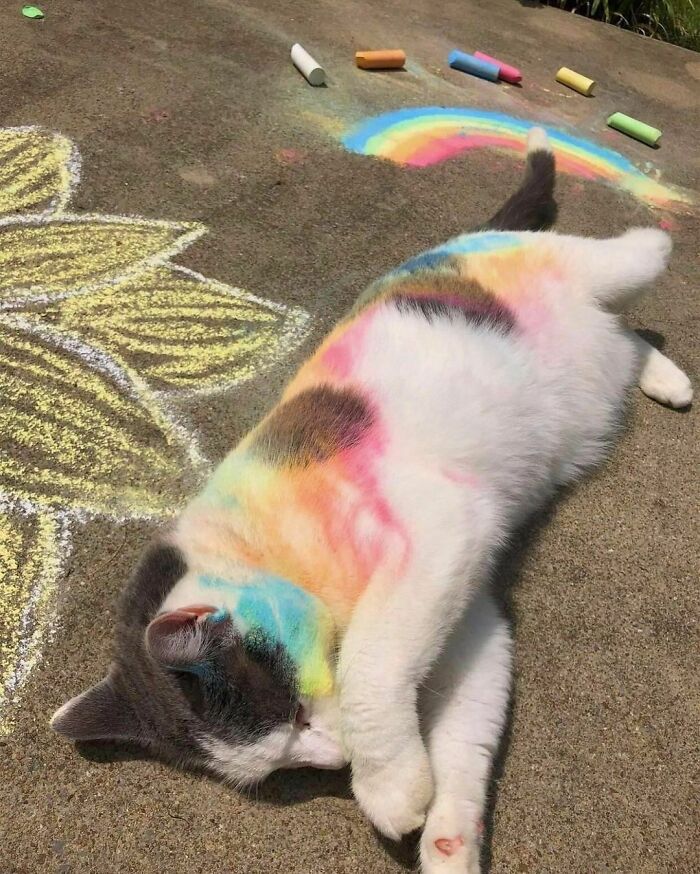 Animals That Rolled Around In Sidewalk Chalk