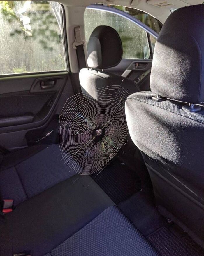 This Car Was Accidentally Left Open Overnight Was Welcomed With A Spiderweb