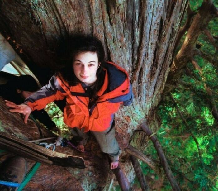 In December 1997, Julia "Butterfly" Hill Climbed A 1,000-Year-Old California Redwood Tree As Part Of Efforts To Keep It From Being Knocked Down By Loggers