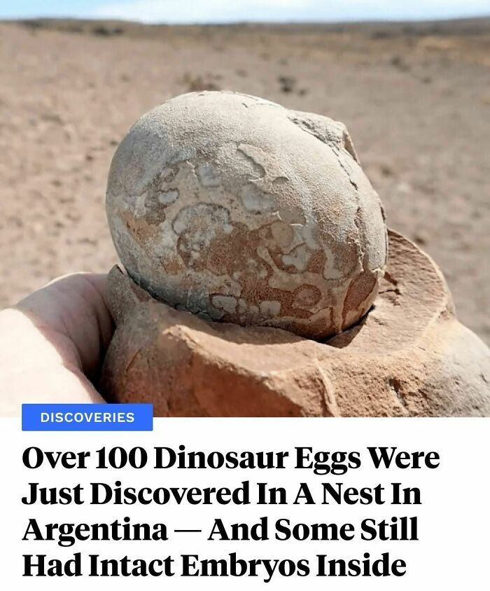 "I Went To This Site Aiming To Find At Least One Nice Dinosaur Skeleton. We Ended Up With 80 Skeletons And More Than 100 Eggs."⁠