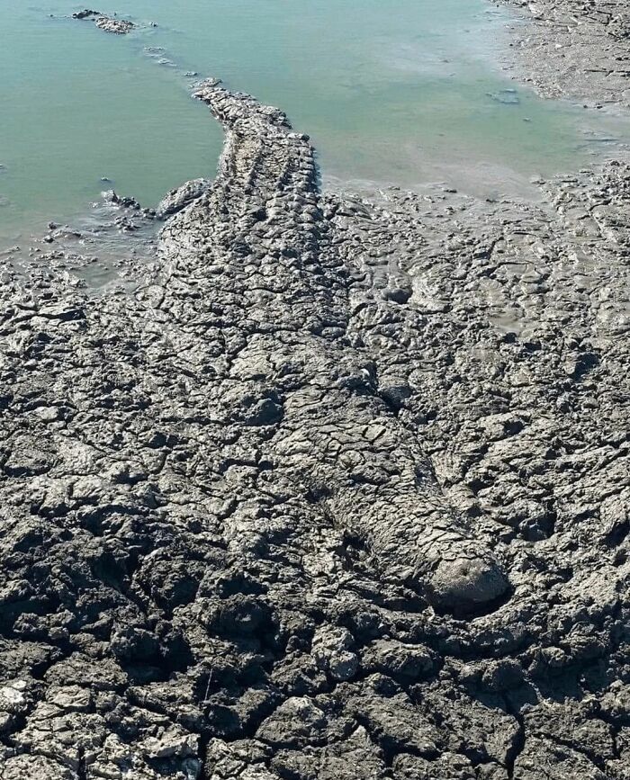 Australian Crocodiles In Queensland Can Wait For Days In Mud During Dry Season To Camouflage And Catch Prey