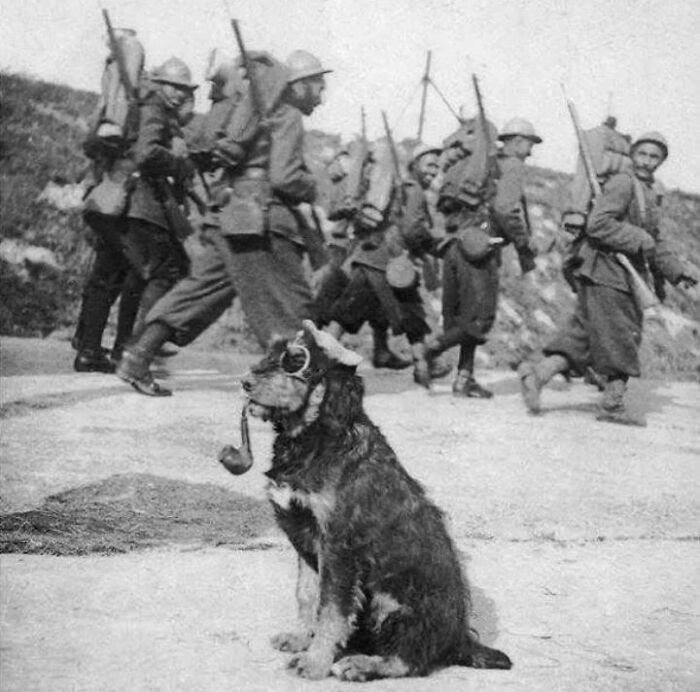 Soldados franceses pasan junto a un perro que lleva gafas y fuma en pipa, 1915