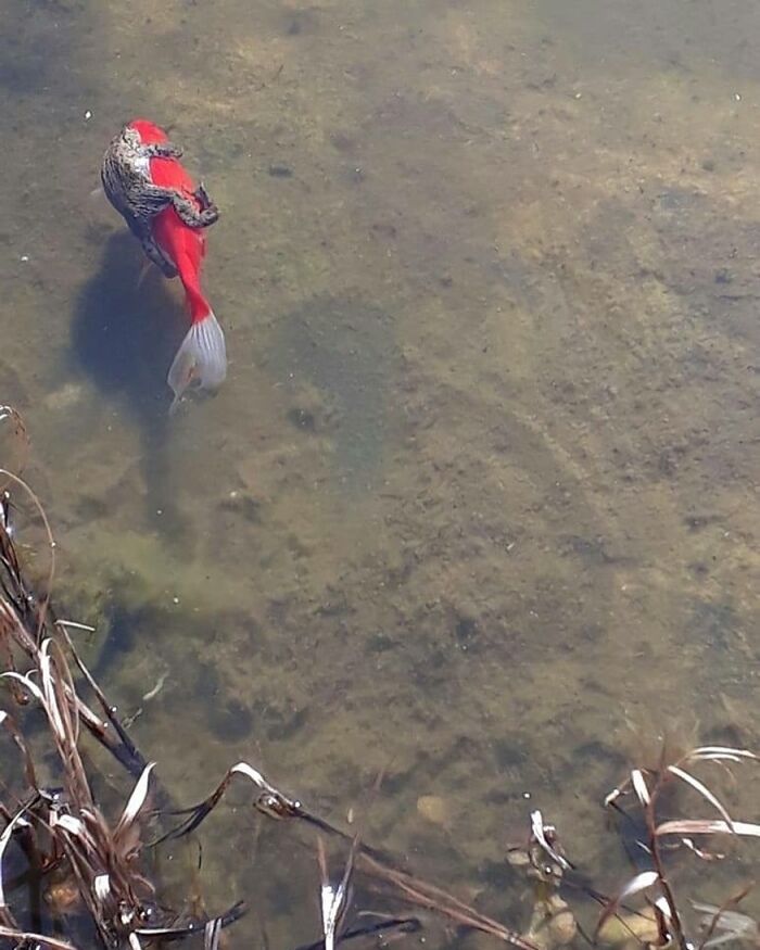 A Frog Riding A Fish