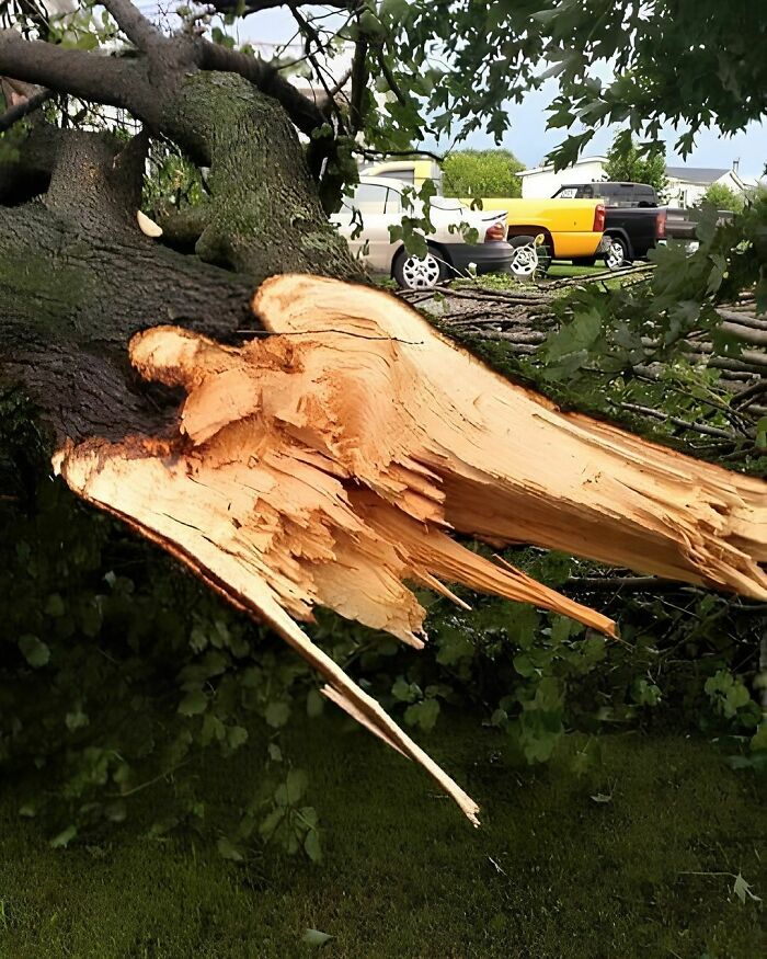 This Fallen Tree Looks Like An Angel