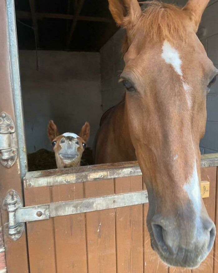 A Horse And Their Young