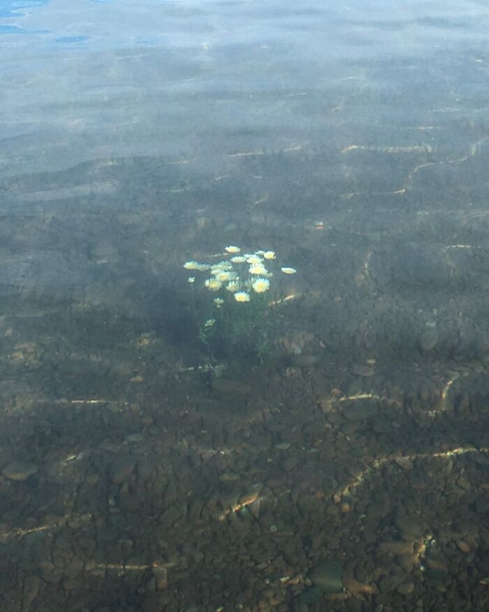 A Small Patch Of Flowers Growing Perfectly Underwater