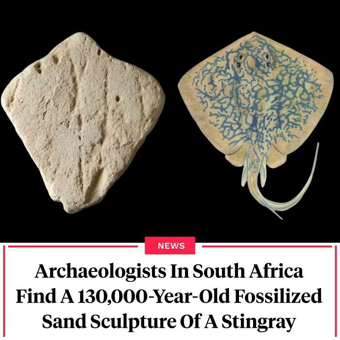 "The Near-Perfect Outline And Proportions Are Evident Through Comparing The Symmetrical Outline Of The Specimen With That Of A Blue Stingray."⁠