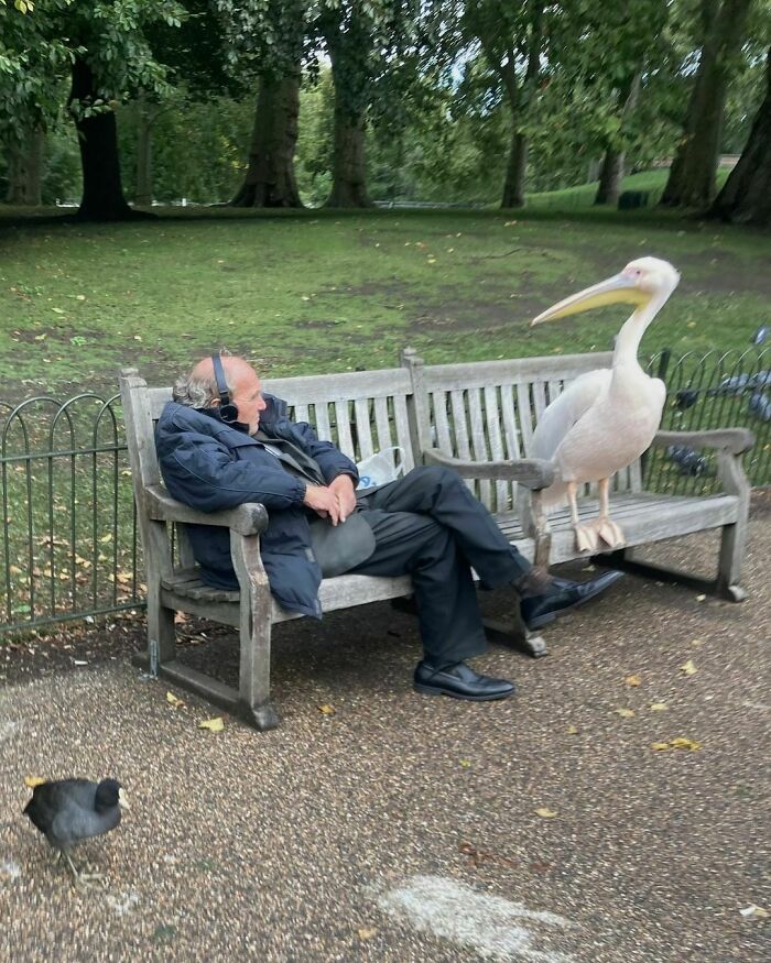 Pelícano de relax con un amigo en un parque inglés