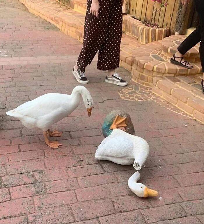 This Goose Looking At A Broken Goose