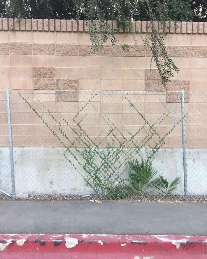 This Plant Is Growing Along The Chains Of A Fence