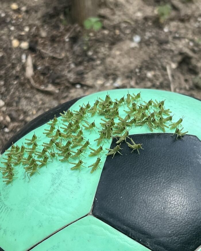 A Soccer Ball With Tiny Grasshoppers. Some Grasshoppers Use Bright Colors As A Form Of Camouflage, Helping Them To Blend In With Their Surroundings Or Mimic Other Animals In Order To Avoid Detection