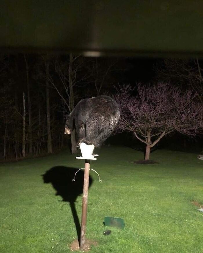 A Bear Balancing On A Bird Feeder