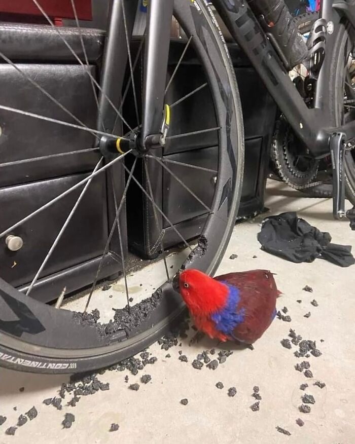 A Bird Destroying The Rim Of A Bmc Racing Bike That Can Cost Thousands Of Dollars