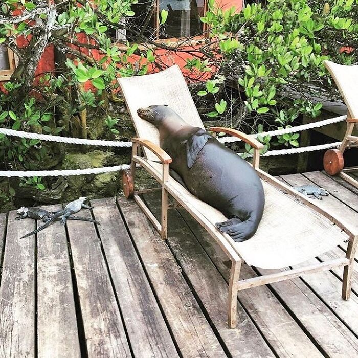 A Sea Lion Relaxing At The Galápagos Islands